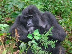 Gorilla Tracking in Uganda is a Satisfying Test of Endurance Bwindi Impenetrable Gorilla