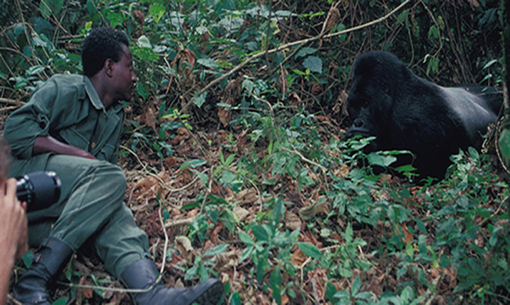 Gorilla Habituation in Bwindi