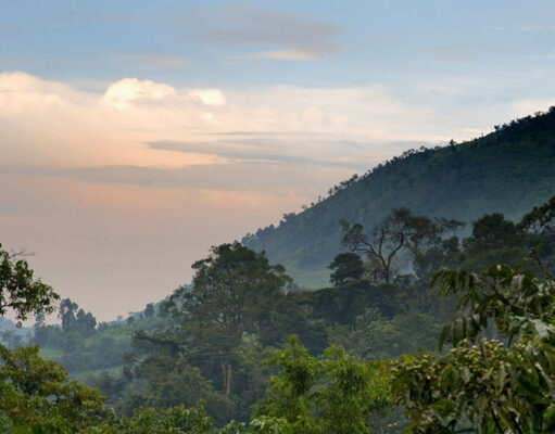 Tracking the Mountain Gorillas of Bwindi Forest in Uganda Bwindi Impenetrable Forest