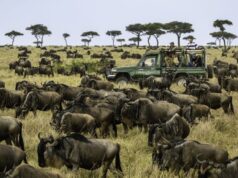 A Safari in East Africa, the Cradle of Mankind WildeBeest Migration