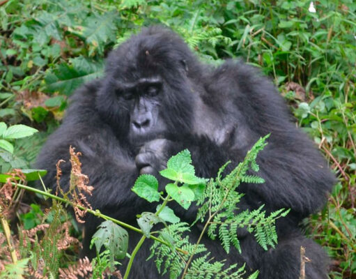 Gorilla Tracking in Uganda is a Satisfying Test of Endurance Bwindi Impenetrable Gorilla
