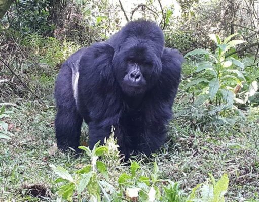 REVIEW: Top Gorilla Safaris to Book in 2022 Rated by Experts Silverback Gorilla