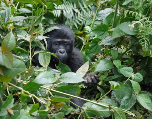 Guide to Gorilla Trekking in Uganda & Rwanda Bwindi Mountain Gorilla