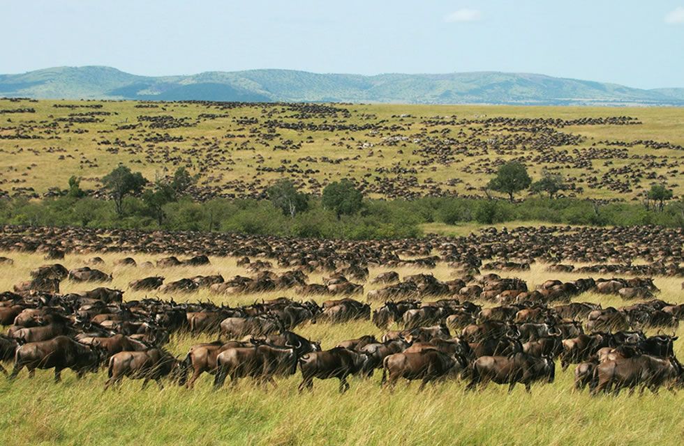 Masai Mara Wildlife