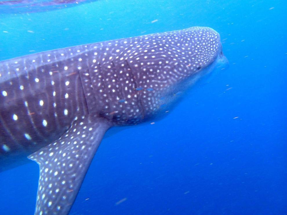 See the Whale Sharks