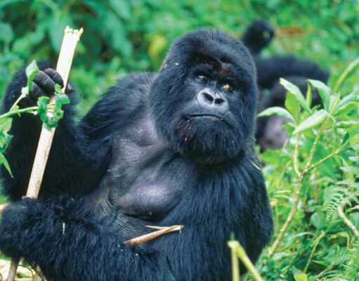 Gorilla Trekking: A Vacation to the Mountain Gorillas Rwanda Gorilla Trekking