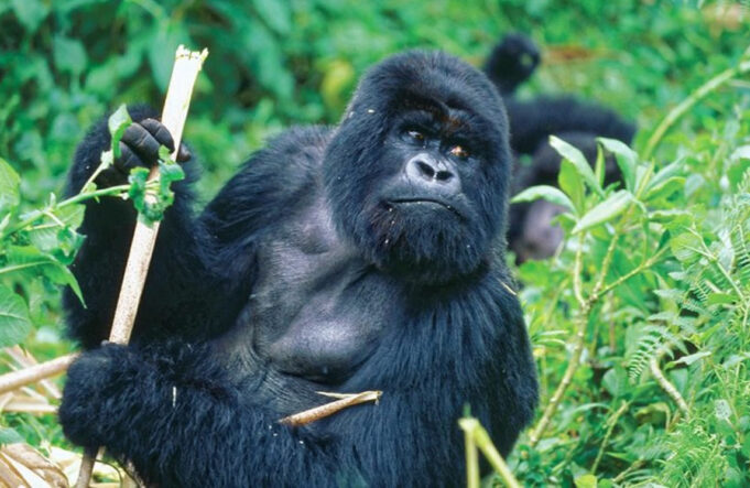 rwanda-gorilla-trekking Rwanda Gorilla Trekking
