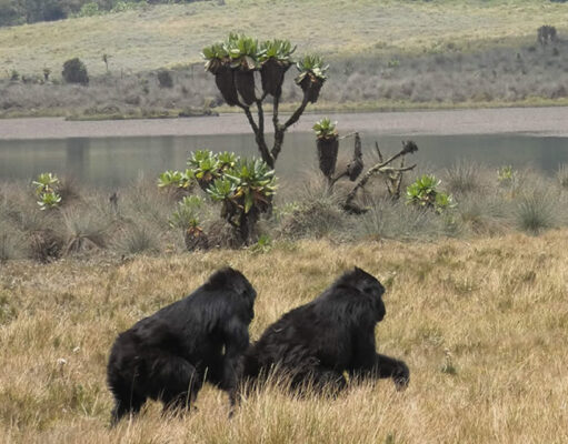 Rwanda Beyond Primates Rwanda Gorillas