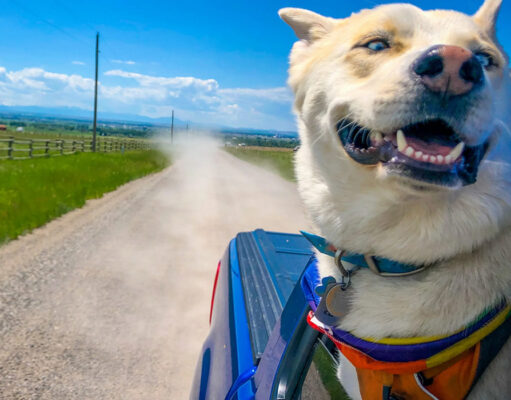 Road Tripping: Safe Travel Tips for Your Dog Road Tripping with a Dog