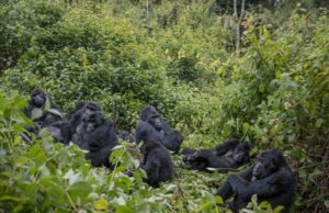 Guide to Gorilla Trekking in Congo Kahuzi Biega Gorillas