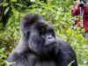 Budget Friendly Self Guided Gorilla Trek in East Africa Gorilla Trekking Trip
