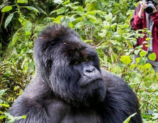 Budget Friendly Self Guided Gorilla Trek in East Africa Gorilla Trekking Trip