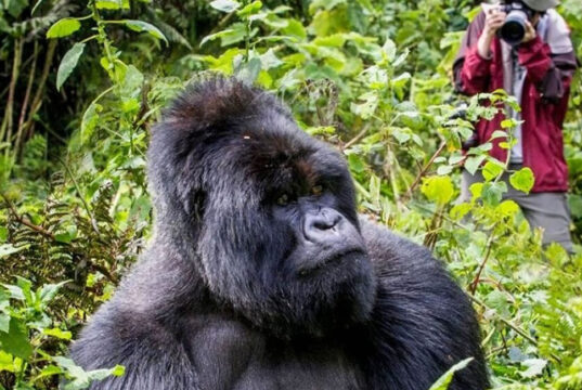 Budget Friendly Self Guided Gorilla Trek in East Africa Gorilla Trekking Trip